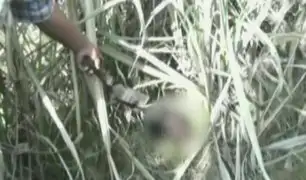 Chimbote: decapitan a chamán en supuesta venganza