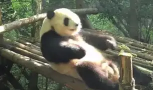 El atlético oso panda que hace abdominales sorprende a todos