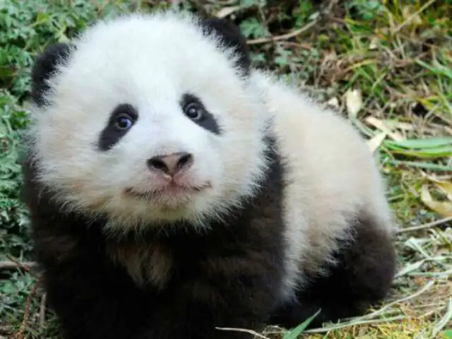 Panda gigante dejó de estar en peligro de extinción [FOTOS]