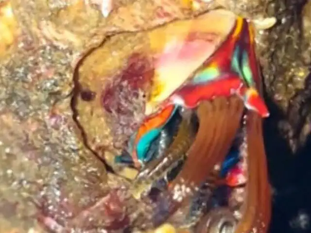 YouTube: Pescador halla espeluznante criatura marina no identificada [VIDEO]
