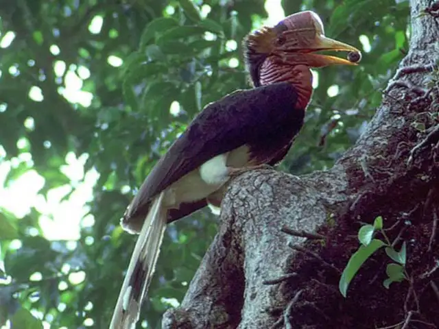 FOTOS: caza ilegal deja al borde de la extinción ave “marfil con alas”