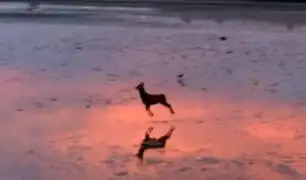 Facebook: Video “hipnótico” de un ciervo saltando en una playa de Inglaterra se hace viral [VIDEO]
