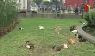 Aumenta número de gatos abandonados en Parque Universitario