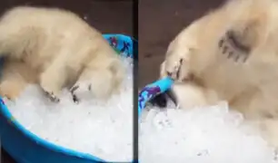 EEUU: una cría de oso polar disfruta de un refrescante baño