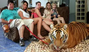 Familia vive con siete tigres de bengala en Brasil