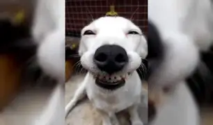 Facebook: Un perro y un saltamontes posan como los mejores amigos en un tierno viral [VIDEO]