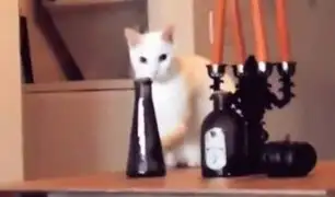 YouTube: Una gata es descubierta a punto de hacer una travesura y esto pasa [VIDEO]