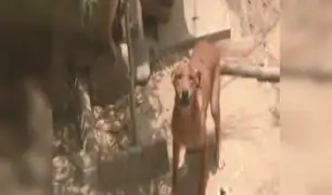 Trujillo: policía alimenta a perro abandonado en vivienda