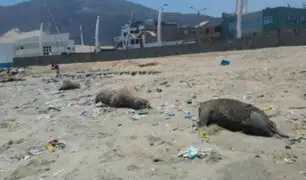 Chimbote: encuentran 11 lobos marinos muertos en la playa Caleta