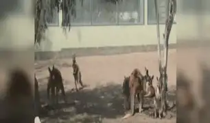 Parque de las Leyendas: presentan a canguro y búfalo bebés