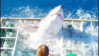 YouTube: Un tiburón desata el terror al romper la jaula de un buzo en México [VIDEO]