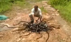 YouTube: Un hombre libera a 285 serpientes en escalofriantes imágenes [VIDEO]