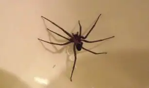 ¡Cuidado con las arañas en casa!