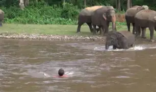 Tailandia: Elefante que se lanza a un río para rescatar a humano se hace viral