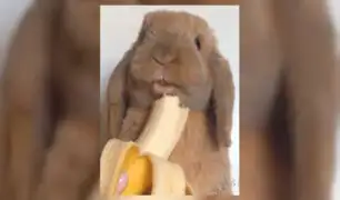 Facebook: Zlatan, el conejo que se “come” las redes sociales [VIDEO]