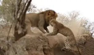 Pelea entre un león y un leopardo se vuelve viral en YouTube