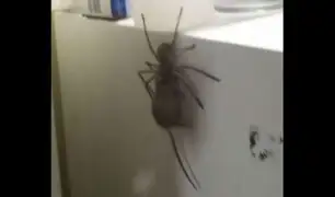 Facebook: Enorme araña ‘cazaratones’ se vuelve un espeluznante viral [VIDEO]
