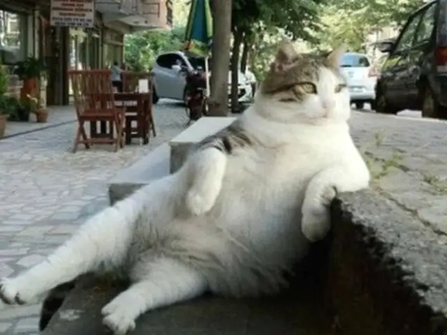 Tombili, el gato más despreocupado de Internet ya tiene su estatua en Turquía [FOTOS]