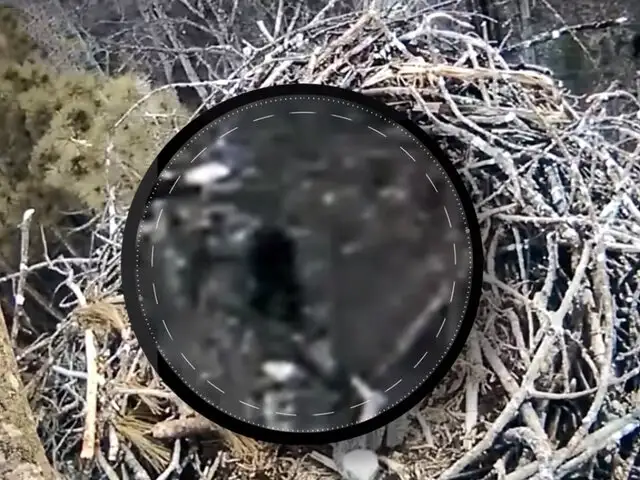 YouTube: cámara en bosque graba a supuesto pie grande