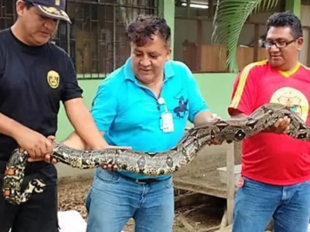 Animales silvestres rescatados en Tarapoto