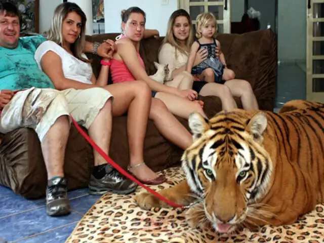 Familia vive con siete tigres de bengala en Brasil