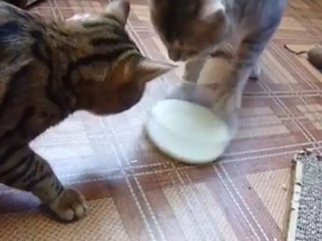 Dos gatos muy educados se disputan un plato de leche
