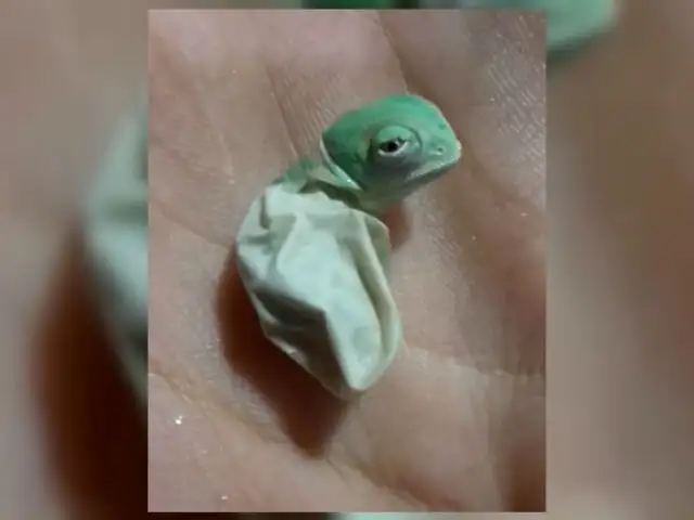 Facebook: El nacimiento de un pequeño camaleón atrapa a millones [VIDEO]
