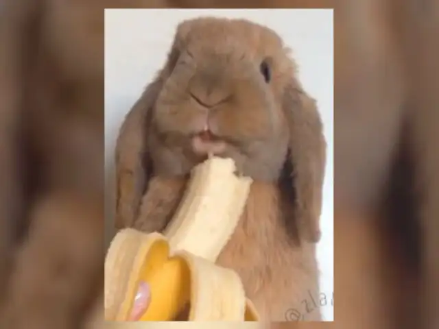 Facebook: Zlatan, el conejo que se “come” las redes sociales [VIDEO]