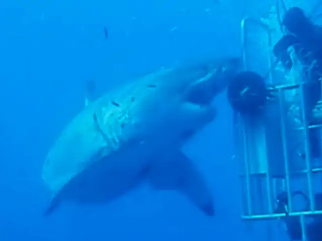 Buzos viven segundos de terror al ser atacados por un tiburón