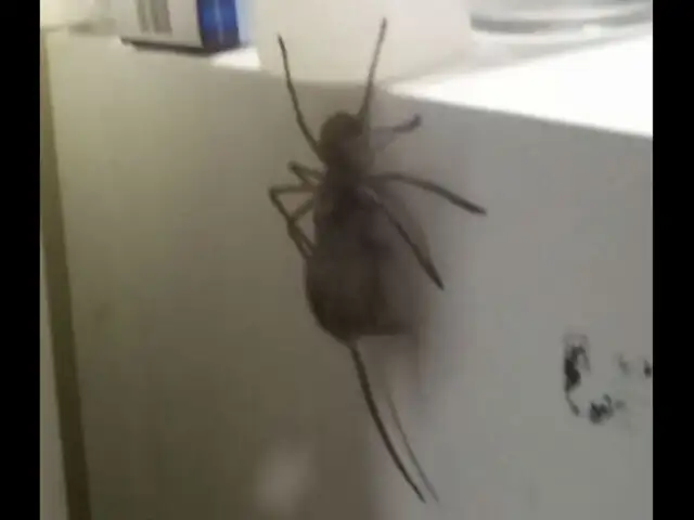 Facebook: Enorme araña ‘cazaratones’ se vuelve un espeluznante viral [VIDEO]