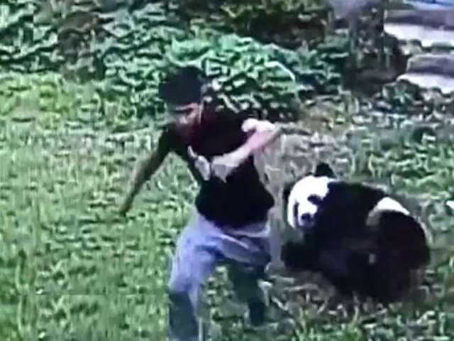 YouTube: Joven intentó probar su valor molestando a un panda y así lo pagó [VIDEO]