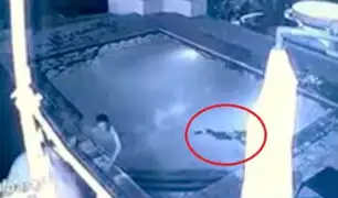 Impactantes imágenes: cocodrilo ataca a pareja en piscina de hotel
