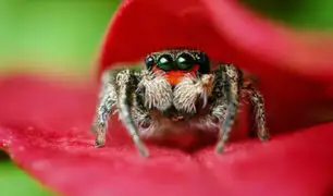 YouTube: Las tiernas arañas que “juegan” a cazar y que han arrasado la red [VIDEO]
