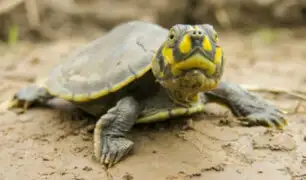 Loreto: más de 500 mil tortugas serán liberadas en la Amazonía