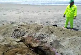 Áncash: hallan muertos a 13 lobos marinos en playa Atahualpa
