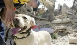 Comportamiento animal: ¿mascotas pueden predecir sismos?