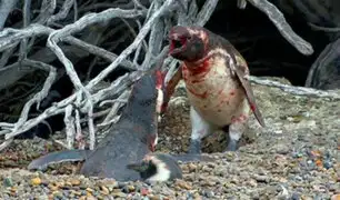 Twitter: Pingüino descubre ‘infidelidad’ y desata sangrienta pelea [VIDEO]