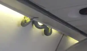 Serpiente sorprendió a pasajeros de avión en México