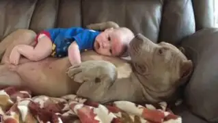 La tierna amistad entre un pitbull y un bebé que conmueve en las redes sociales