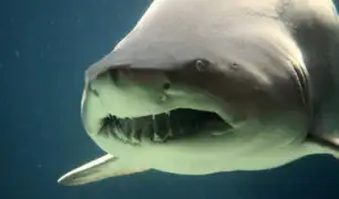 YouTube: Horrorizados turistas encuentran a un tiburón comiéndose una vaca en medio del mar [VIDEO]