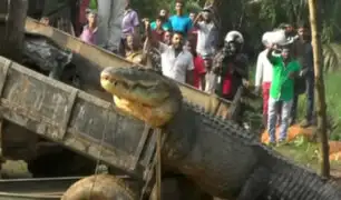 YouTube: Un cocodrilo ‘monstruo’ de una tonelada es encontrado en Sri Lanka [VIDEO]