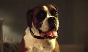 YouTube: Un perro saltando en trampolín rompe récords como viral navideño [VIDEO]
