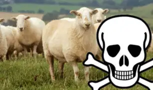 Francia: Un hombre muere por el brutal ataque ¡de una oveja!