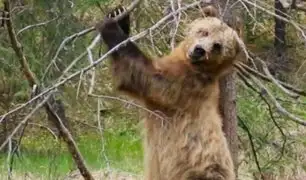 Osos grizzli practican “Pole Dance”