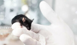 EEUU: científicos eliminaron tumores de ratones con novedoso tratamiento contra el cáncer