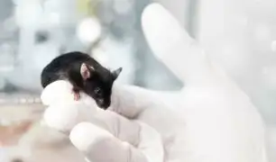 Científicos usan sangre humana para rejuvenecer a ratones viejos