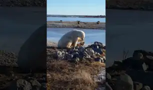 YouTube: Un oso polar deja atónito al mundo al hacer esto con un perro [VIDEO]