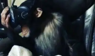 VIDEO: chimpancé experimenta la realidad virtual y esta fue su reacción