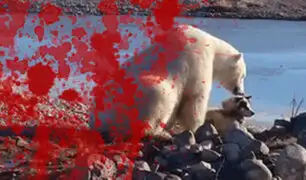 Verdad que mata: la desgarradora realidad detrás del tierno viral del oso polar y el perro