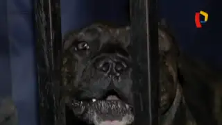 SJL: vecinos preocupados tras ataque de perro pitbull